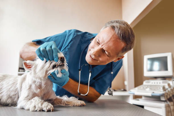 Best Walk-In Emergency Dental Services in Lowell, OR